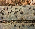 Exterminateur de fourmis à Laval