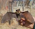 Capture de chauve souris à Laval