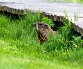 Exterminateur de marmotte à Laval